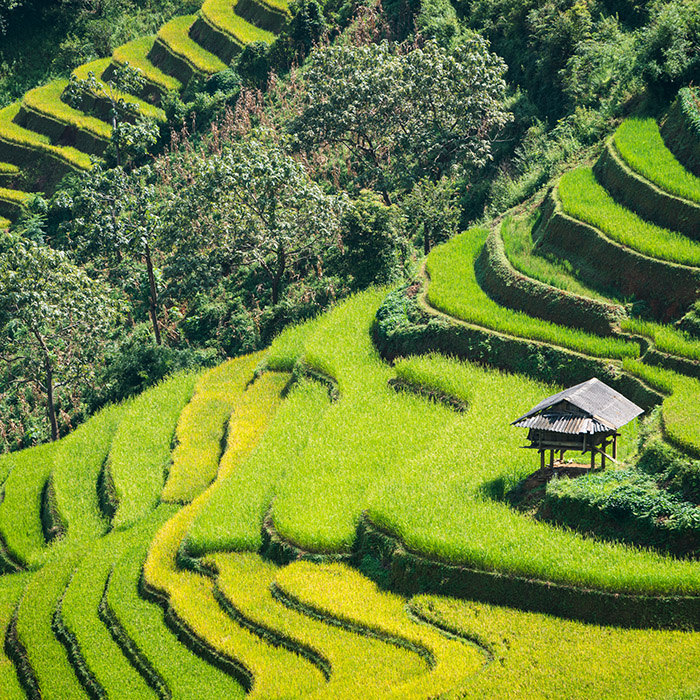 Vietnam, Rice paddy fields