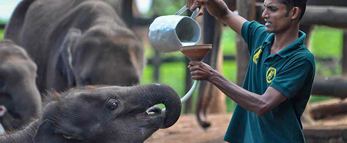 Sri lanka-Elephant transit Home-Udawalawe