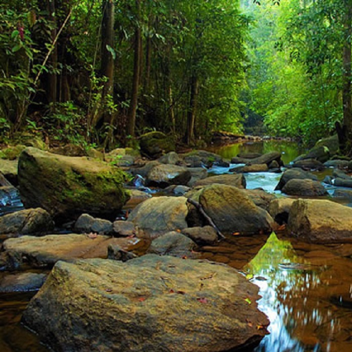 Together we can protect SL’s Primeval Sinharaja Forest