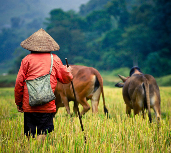 Farmer, Cows, Vietnam