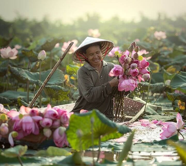 Vietnam, Farmer, Lotus flower