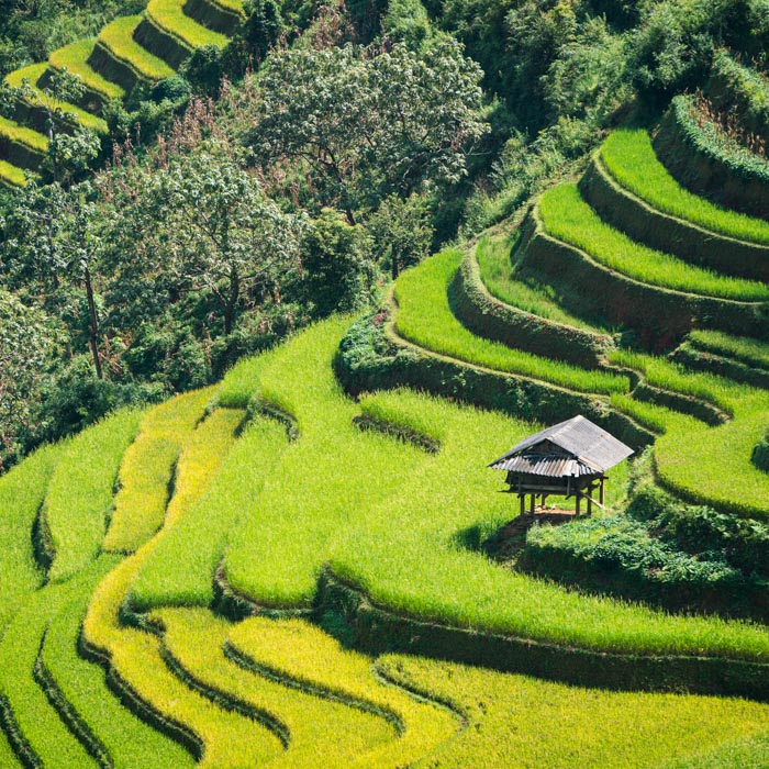 Vietnam, Paddy fields, Sapa